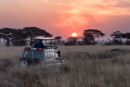 Safari Sunset