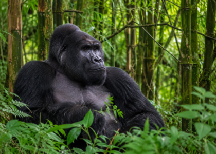 Gorilla trekking tours Rwanda Uganda
