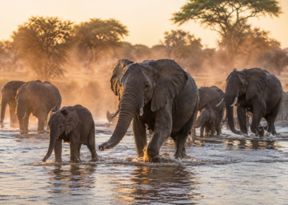 herd-elephants-wading-through-watering